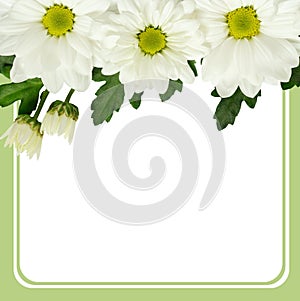 Daisy flowers edge and frame