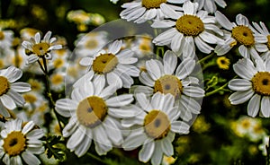 Daisy Flowers in a field Bedfordshire Macro lens