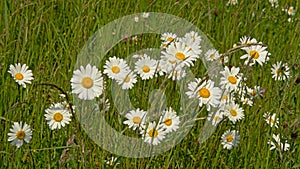 Daisy flowers in a field - Bellis perennis