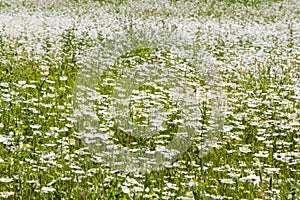 Daisy flowers field, large group of chamomiles