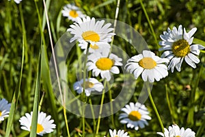 Daisy flowers field, large group of chamomiles