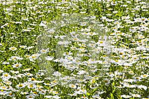 Daisy flowers field, large group of chamomiles