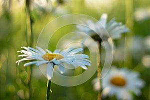 Daisy flowers field macro marguerite, closeup chamomile bokeh