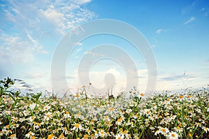 Daisy flowers field. White daisies on blue sky background. Beautiful nature landscape