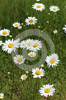 Daisy flowers field