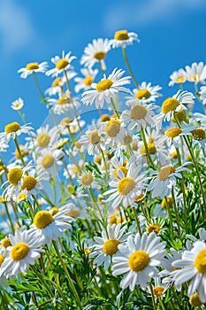 Daisy flowers in a flowery meadow against a bright blue sky.