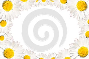 Daisy flowers frame