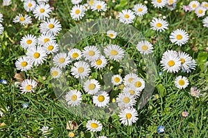 Daisy flowers at the garden lawn