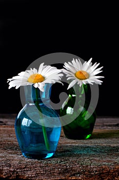 Daisy flowers in glass vases