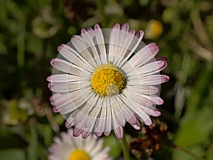 Daisy flowers in the grass, closeup overhead view