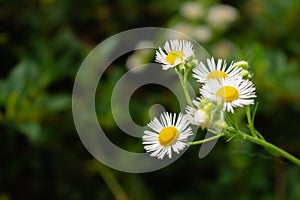 Daisy flowers in grass. Small chamomile on deep green background. Summer nature in details. White flowers in the meadow.