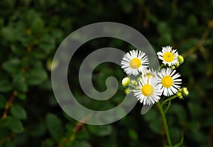 Daisy flowers in grass. Small chamomile on deep green background. Summer nature in details. White flowers in the meadow.