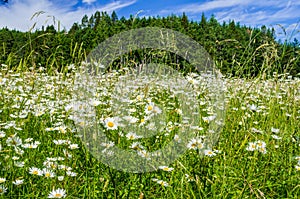 Daisy Flowers in a Grassy Field with Woods in Background