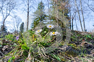 daisy flowers in the green grass