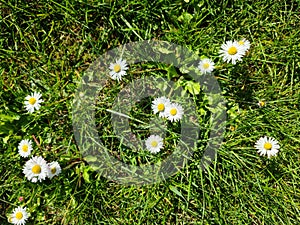 Daisy flowers in green grass