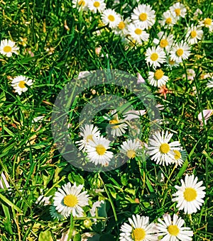 Daisy flowers and green grass in spring, nature and outdoors