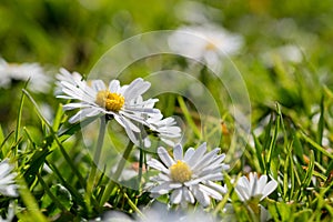 Daisy flowers growing in grass on a meadow