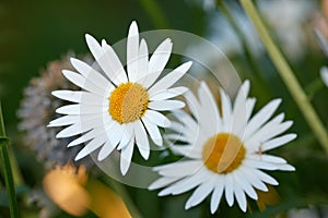 Daisy flowers growing in a lush backyard garden in summer. Beautiful flower on a green grassy lawn in spring from above