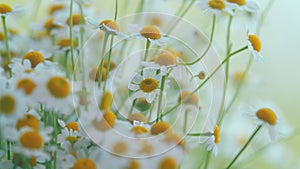 Daisy Flowers Growing On Meadow. Common Daisy. Field Of Chamomiles At Sunny Day At Nature. photo