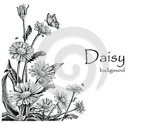 Daisy flowers hand drawing vintage on white background