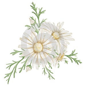 Daisy Flowers. Hand drawn Floral watercolor illustration of white Chamomile on isolated background. Botanical drawing