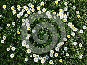 Daisy flowers heart shape on grass