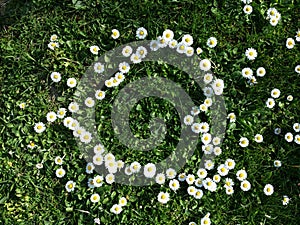 Daisy flowers heart shape on grass