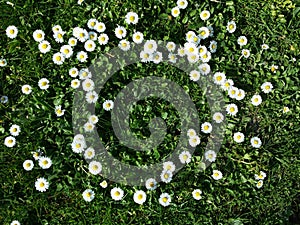 Daisy flowers heart shape on grass