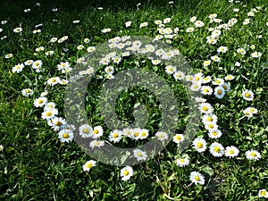 Daisy flowers heart shape on grass