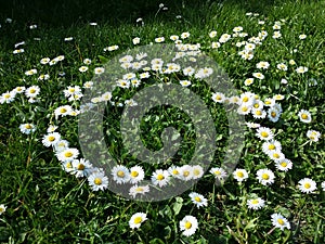 Daisy flowers heart shape on grass