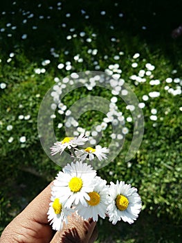 Daisy flowers heart shape on grass