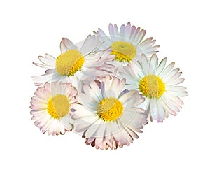 Daisy flowers isolated, vector illustration