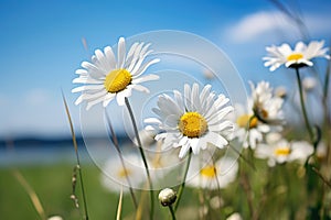 daisy flowers leaning towards each other in a windless field