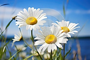 daisy flowers leaning towards each other in a windless field