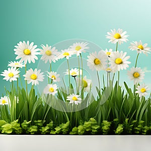 Daisy Flowers in Line Arrangement with Green Grass - Hyper Realistic AI-Generated Composition