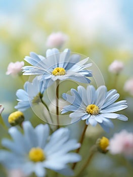 Daisy flowers in macro focus on a soft light blue sky background