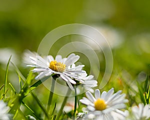 Daisy flowers on a meadow