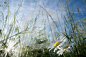 Daisy flowers in meadow