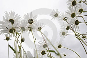 Daisy Flowers In Meadow