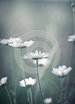 Daisy flowers on the meadow