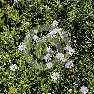 Daisy Flowers on a Meadow from Above