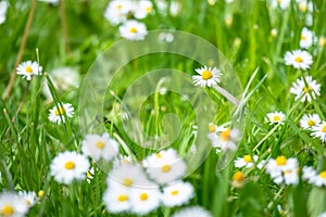 daisy flowers meadow background