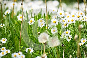 daisy flowers meadow background