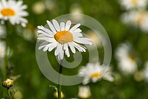 Daisy flowers meadow closeup