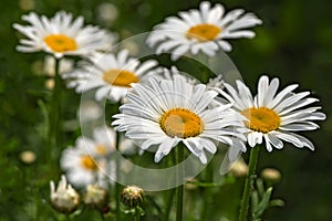 Daisy flowers meadow closeup