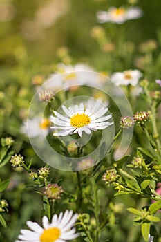 Daisy flowers meadow, field of daisies