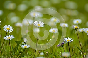 Daisy flowers