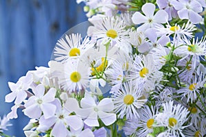 Daisy flowers on old blue wooden background