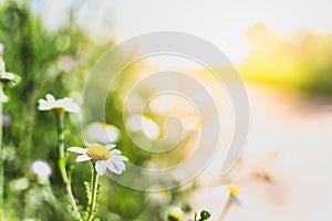 Daisy flowers by a path at sunset. Spring background. Relaxing walk path concept