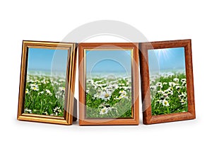 Daisy flowers in the picture frames